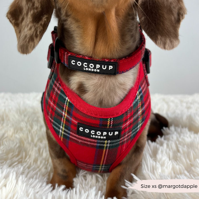Brown dachshund wearing a Cocopup London tartan collar, seated on a white surface.
