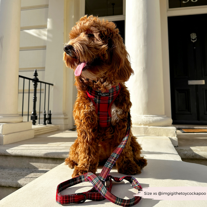 Brown curly dog wearing a Cocopup London tartan lead sits on stone steps in front of white columns.