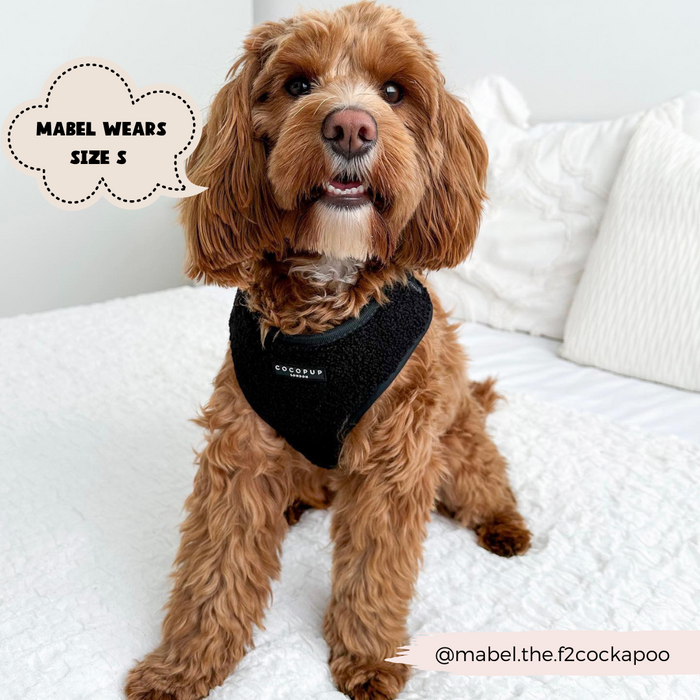 cute dog in black harness on bed
