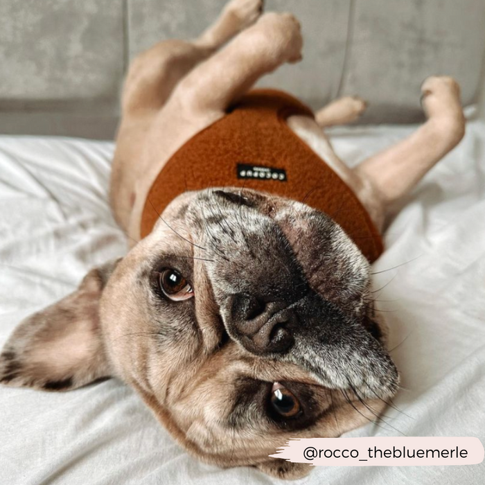 A dog with light brown fur and a dark snout is lying on its back on a white surface, looking directly at the camera. It is wearing a Cocopup London Teddy Adjustable Neck Harness - Paddington. The Instagram handle "@rocco_thebluemerle" is displayed in the bottom right corner.