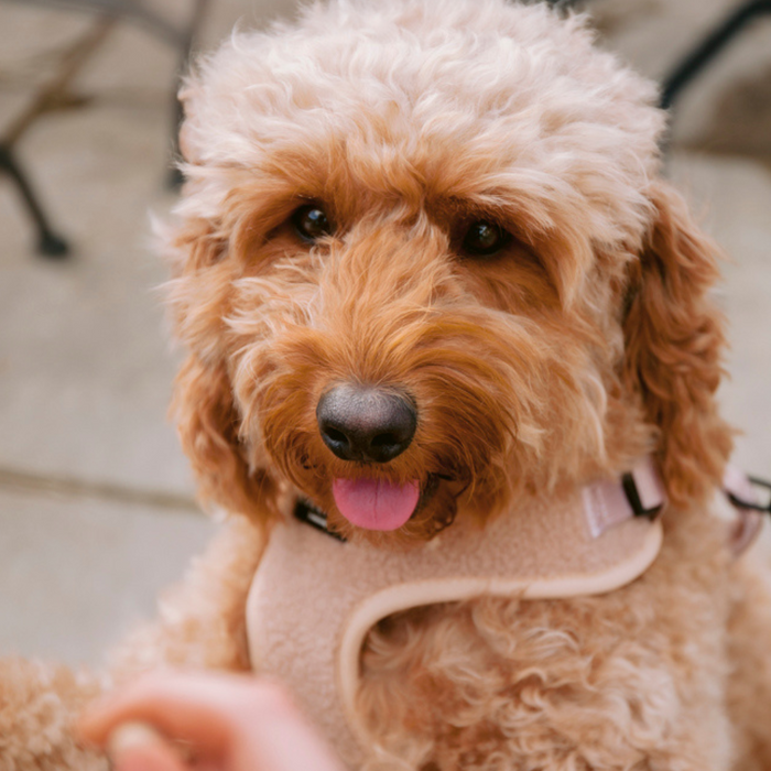 A fluffy, curly-haired brown dog wearing a Cocopup London Teddy Adjustable Neck Harness - Rupert looks up with a happy expression and its tongue sticking out. A hand is extended towards the dog, whose eyes are wide and attentive. The background includes an out-of-focus chair.