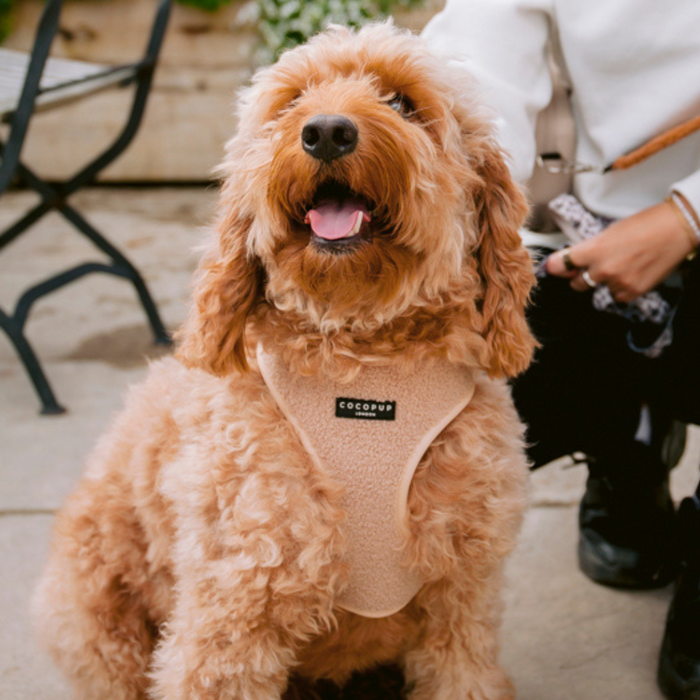 A fluffy brown dog sits happily with its mouth open and tongue out, wearing a light beige Teddy Adjustable Neck Harness labeled "Cocopup London - Rupert." A person dressed in white can be seen in the background holding a leash and sitting on a bench, suggesting an outdoor setting.
