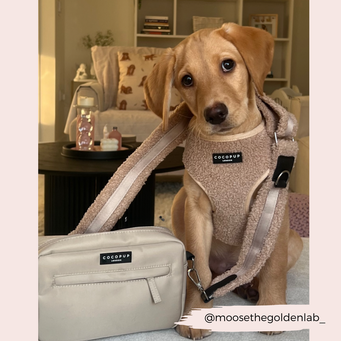 A cute golden Labrador puppy wearing a beige harness sits on a table next to the Teddy Bag Strap - Rupert from Cocopup London. The background shows a cozy living room with a couch, bookshelf, and decorative items. The Instagram handle "@moosethegoldenlab_" is visible in the corner.