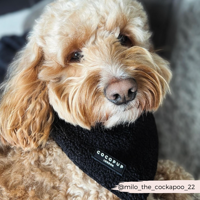 A fluffy, light-brown Cockapoo dog is adorning a black Teddy Bandana - Baloo from Cocopup London with the label "COCOPUP" clearly visible. The dog's eyes are partially closed, giving off a relaxed vibe. The pupdrobe wouldn't be complete without highlighting the Instagram handle @milo_the_cockapoo_22 displayed in the corner.