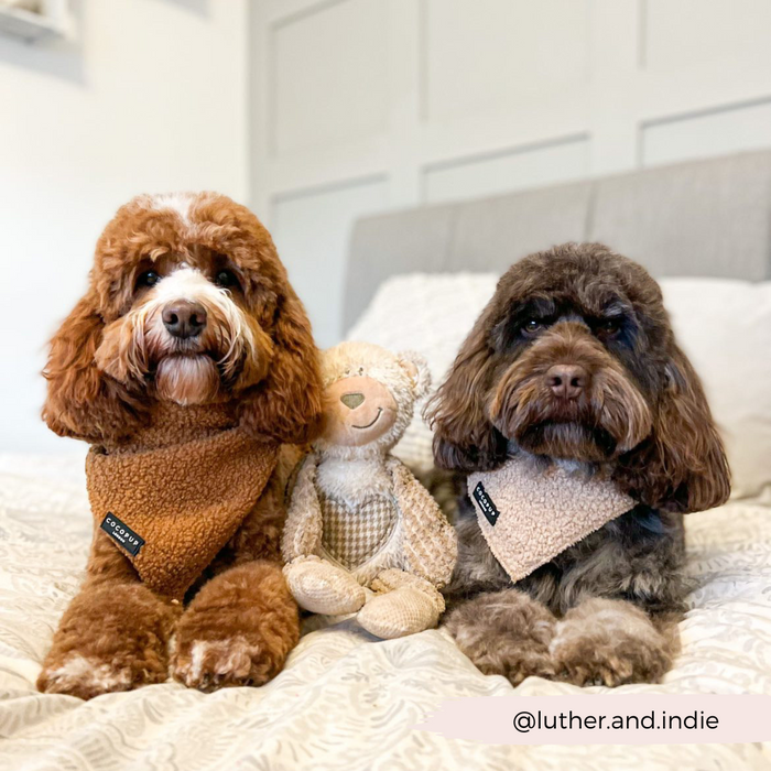 Two fluffy dogs, one brown with white markings and the other dark brown, sit on a bed wearing matching Cocopup London Teddy Bandana - Paddington. A small stuffed animal is placed between them. The Instagram handle @luther.and.indie is mentioned in the lower right corner.