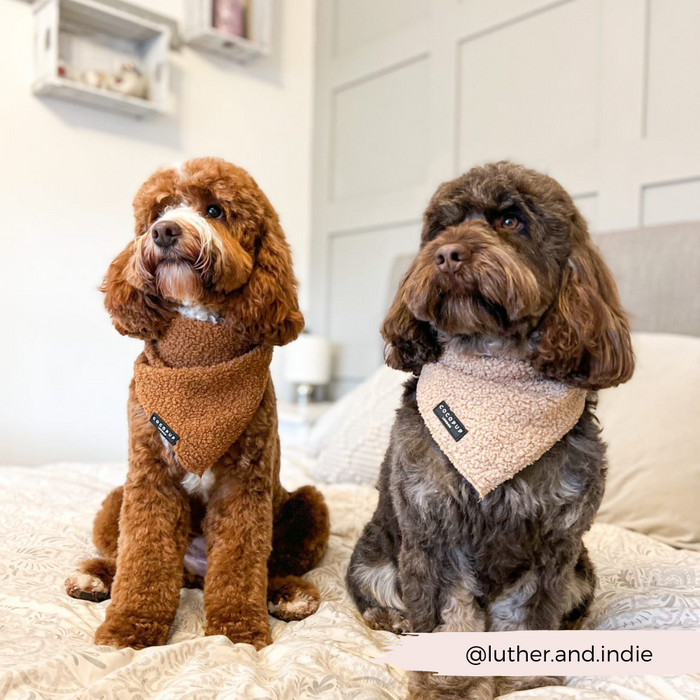 Two fluffy dogs are sitting on a bed, each sporting a cozy Teddy Bandana - Paddington from the Cocopup London range. The dog on the left has curly reddish-brown fur, while the dog on the right has curly dark brown fur. Both gaze attentively off to the side. The Instagram handle @luther.and.indie is displayed at the bottom.
