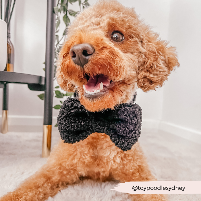 Brown poodle wearing a fluffy tan Cocopup London Teddy Bow Tie lies on a white rug beside green plants.