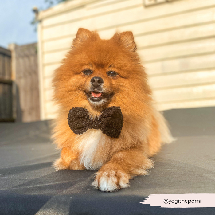 Fluffy brown Pomeranian outdoors wearing a Cocopup London Baloo Teddy Bow Tie in soft, textured beige fabric.