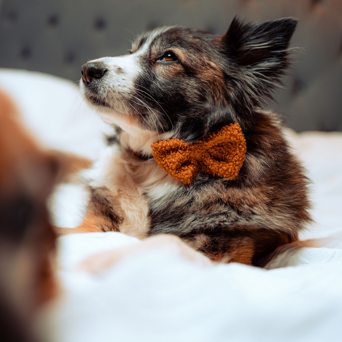 Fluffy dog wearing a brown Cocopup London Teddy Bow Tie with soft, textured finish, lying down.