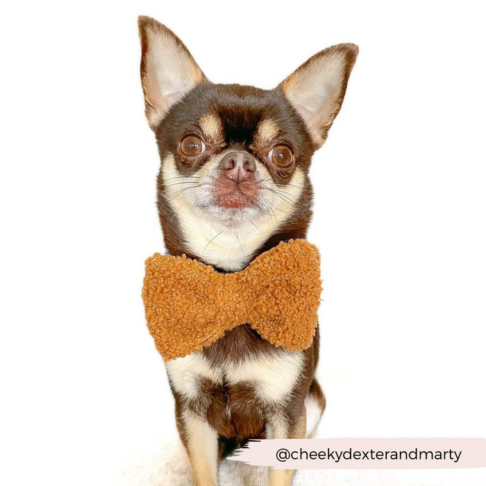 Chihuahua wearing a beige Cocopup London Teddy Bow Tie on a plain white background.
