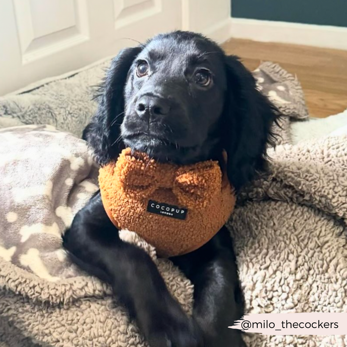 Black cocker spaniel on grey blanket with orange Cocopup London plush toy and blue Teddy Bow Tie - Paddington collar.