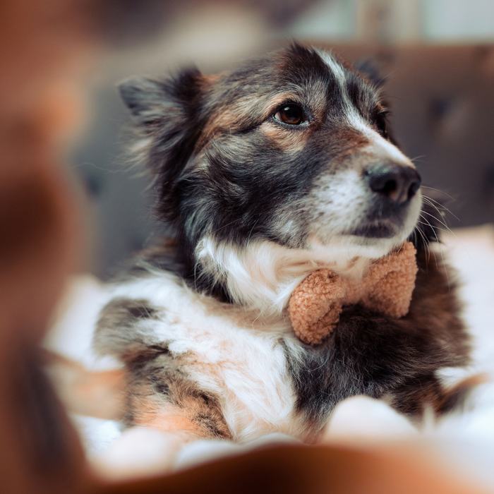 Fluffy dog on a bed wears a tan Cocopup London Teddy Bow Tie with soft, plush texture.