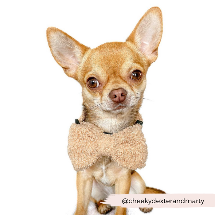 Brown chihuahua wears a Cocopup London Teddy Bow Tie in beige fleece, sitting on a white background.
