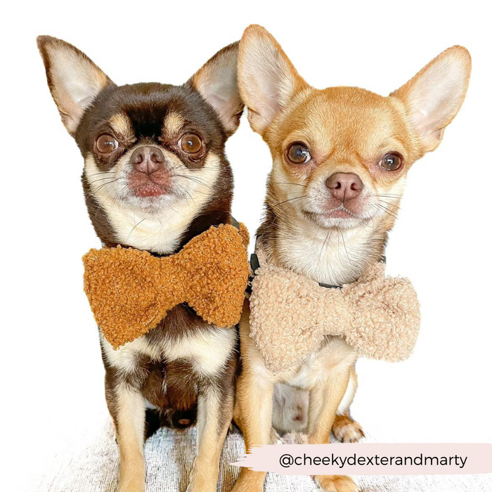 Dark brown and tan Chihuahuas wear Cocopup London Teddy Bow Ties in light beige, sitting side by side on a white background.