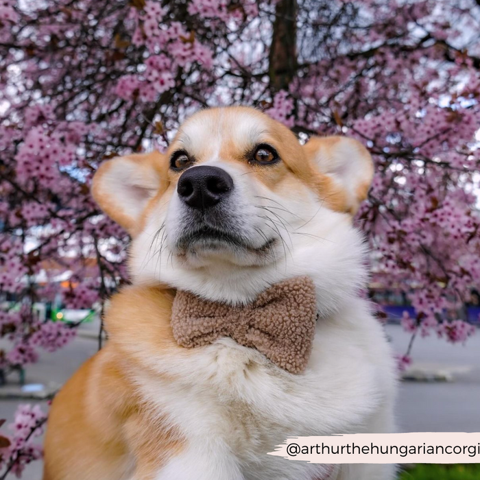 Corgi wearing a beige Cocopup London Teddy Bow Tie sits in front of pink cherry blossoms.