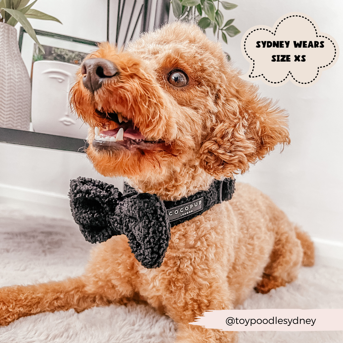 Apricot toy poodle wearing a beige Cocopup London Teddy collar, size XS, lying on a rug.
