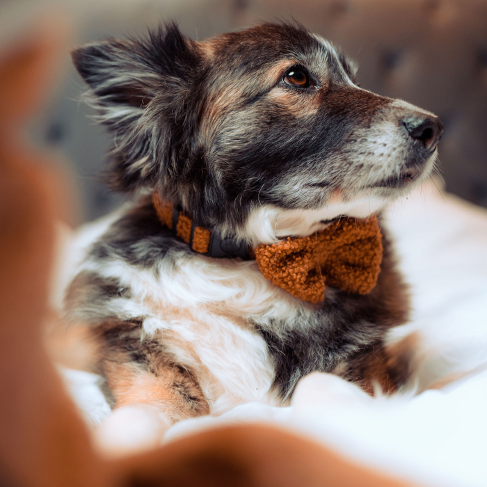 Fluffy dog wearing a brown Cocopup London Teddy collar and knit bow tie, lying on a bed looking to the side.