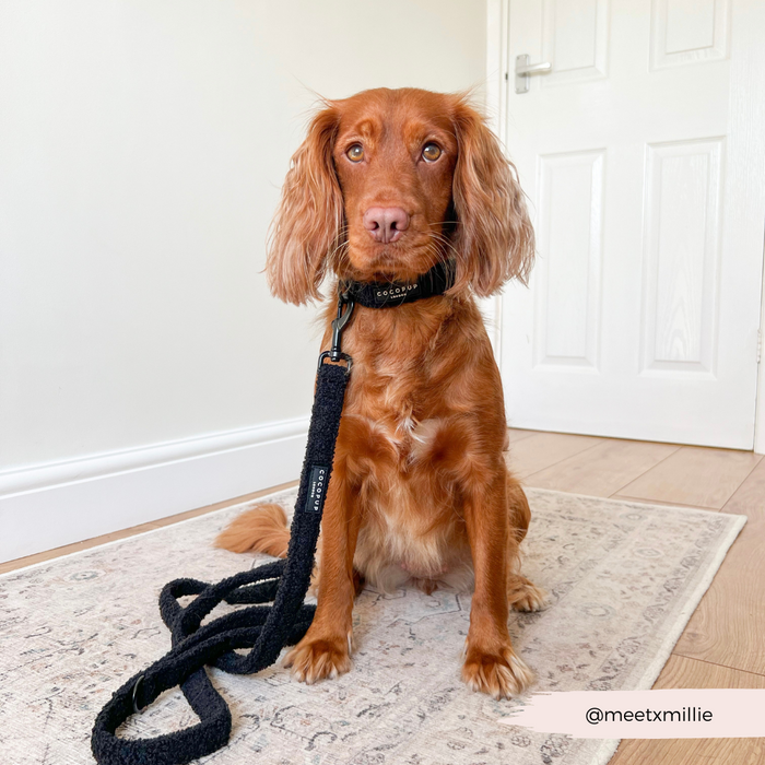 Brown dog with floppy ears on a rug, wearing a beige Cocopup London Teddy Lead with padded handle.