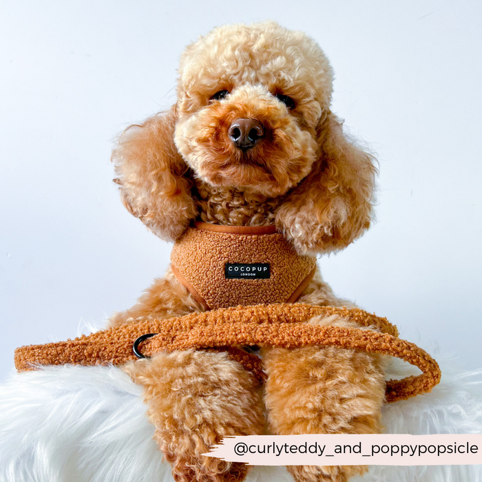 Apricot poodle wearing a brown harness and Cocopup London Teddy Lead, lying on white fur background.