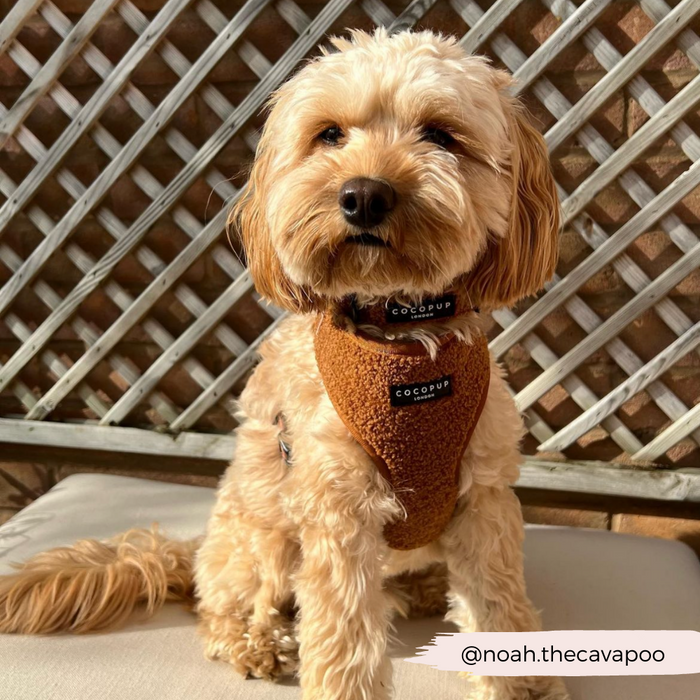 Light brown Cockapoo on a bench wearing Cocopup Londons beige fleece harness, lead, and collar set.