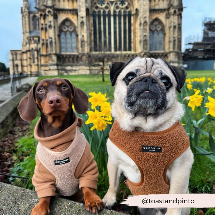 Two dogs, a brown Dachshund and a Pug, sit in front of a historic stone building adorned with blooming yellow daffodils. Both dogs sport matching Teddy Rupert Adjustable Neck Harness, Lead & Collar Bundles from Cocopup London. A handle, "@toastandpinto," is displayed at the bottom right.