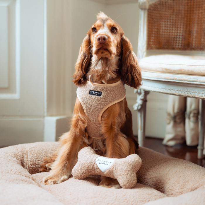 Cocker Spaniel puppy in a grey harness sits on a plush cream bed, holding a brown Cocopup London Teddy Bone Toy.