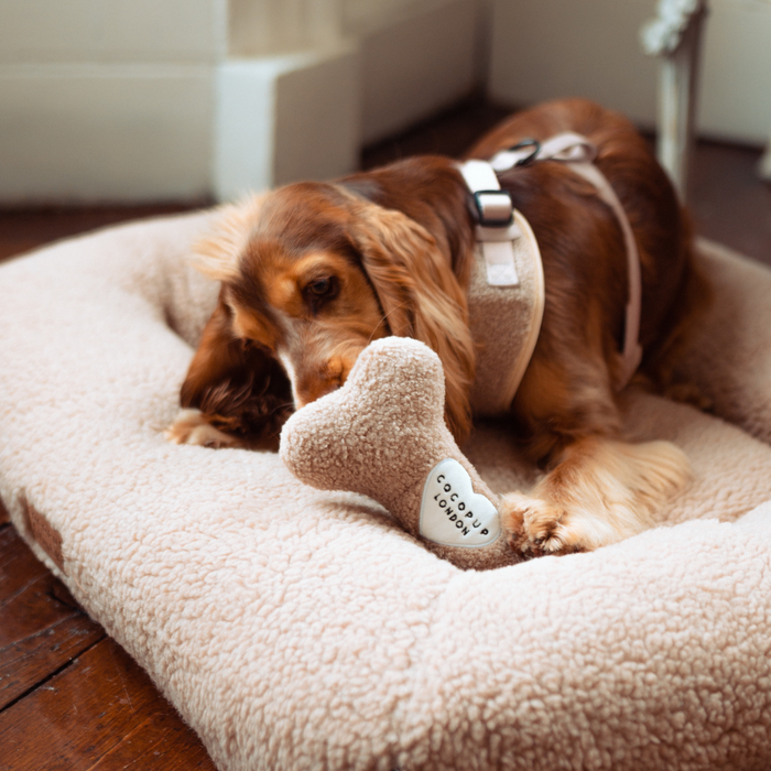 Brown dog on a plush bed chewing a beige teddy bear bone toy from Cocopup London.