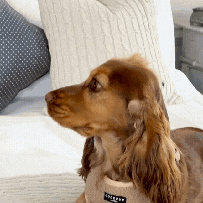 Golden Cocker Spaniel in Cocopup London harness with Teddy Rupert Bone Toy on white cable-knit cushions.