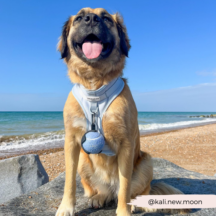 Brown dog in a harness sits on a rock by the sea with a bright blue Cocopup London tennis ball.