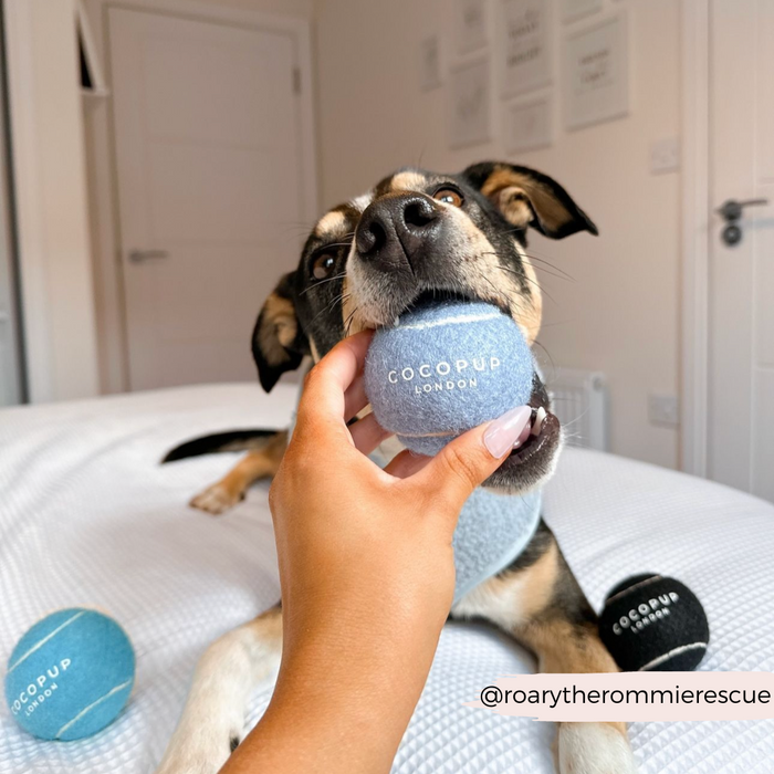 Dog biting a blue Cocopup London tennis ball held by a hand, with two other toys on the bed.