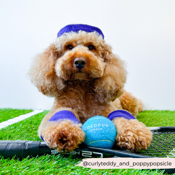 Brown poodle in blue tennis outfit on grass with a Cocopup London bright blue tennis ball.