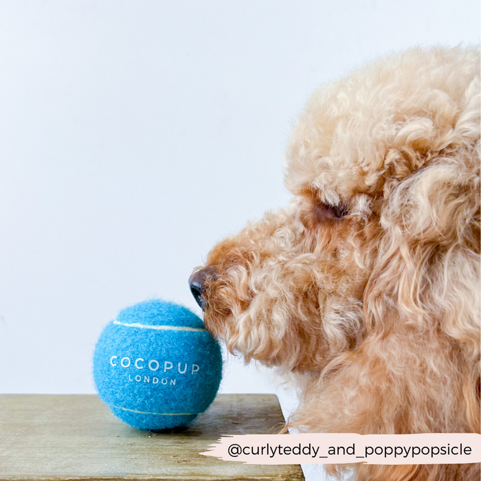 Brown poodle sniffs a bright blue Cocopup London tennis ball on a wooden surface.
