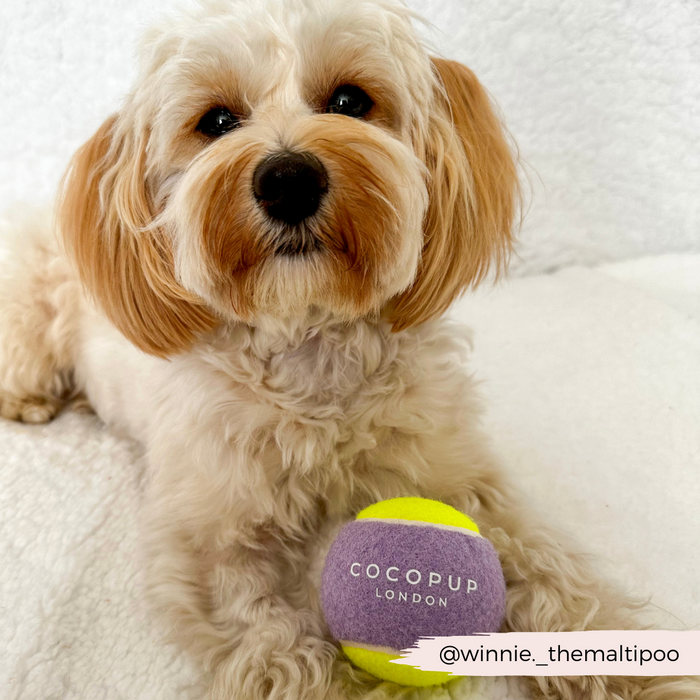 Cream-colored fluffy dog on a white blanket with a lilac and yellow Cocopup London tennis ball.