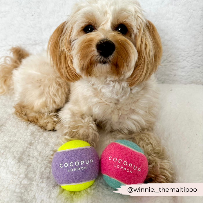 Fluffy dog on white rug with two Cocopup London tennis balls, one lilac and one yellow.
