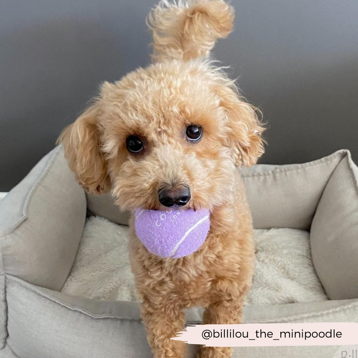 Curly apricot poodle on a dog bed holds a lilac Cocopup London tennis ball in its mouth.