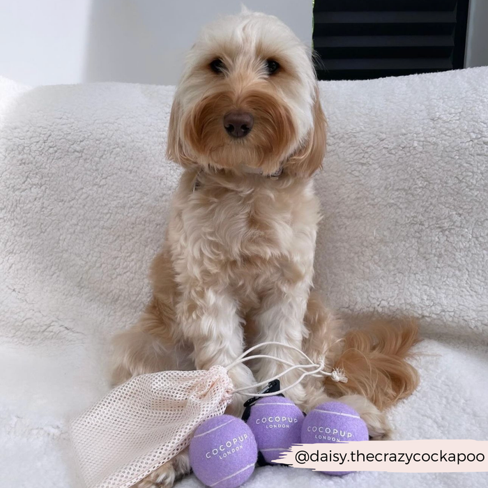 Tan and white fluffy dog on a blanket with a lilac Cocopup London tennis ball dog toy.