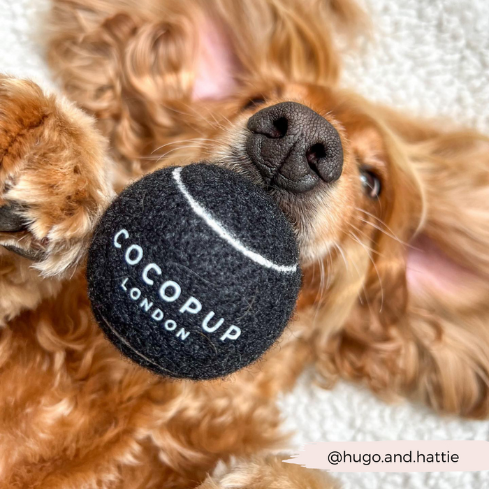 Golden dog chewing a black Cocopup London tennis ball with white lettering.