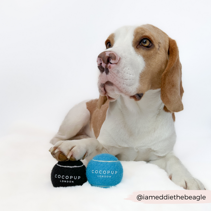 Beagle with two black Cocopup London tennis ball dog toys on a white background.