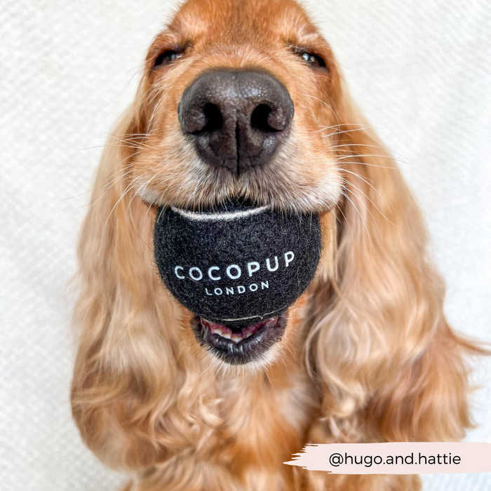 Golden cocker spaniel facing forward, holding a black Cocopup London tennis ball toy in its mouth.