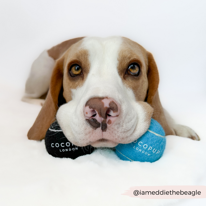 Beagle lying on a white surface, holding two black Cocopup London tennis balls in its mouth.