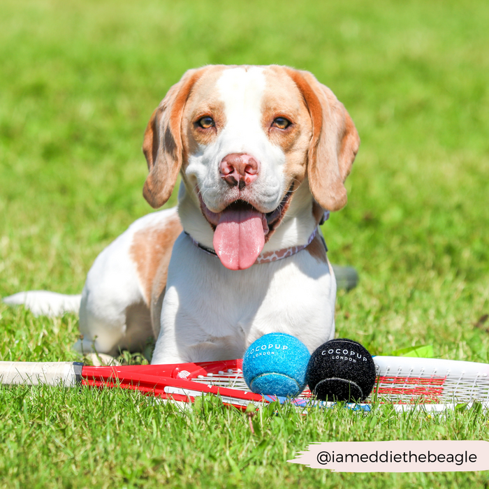 Beagle sitting on grass with a black Cocopup London tennis ball, tennis rackets, and assorted fetch toys nearby.