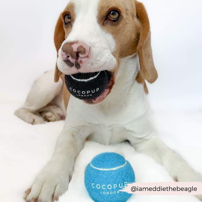 Beagle lying down with a black and blue Cocopup London tennis ball fetch toy between its paws.