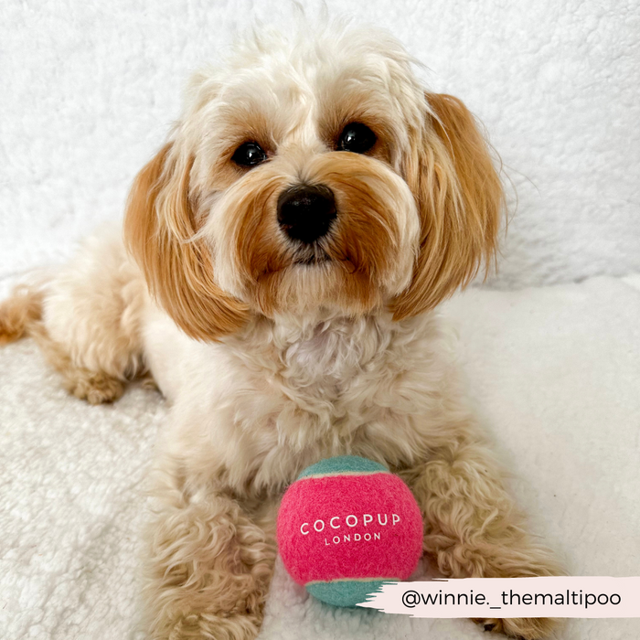 Cream dog on white blanket with Cocopup London tennis ball, pink and blue color.