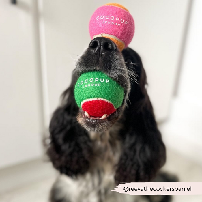 Black and white spaniel with a pink and orange Cocopup tennis ball on its nose, holding a green fetch toy.