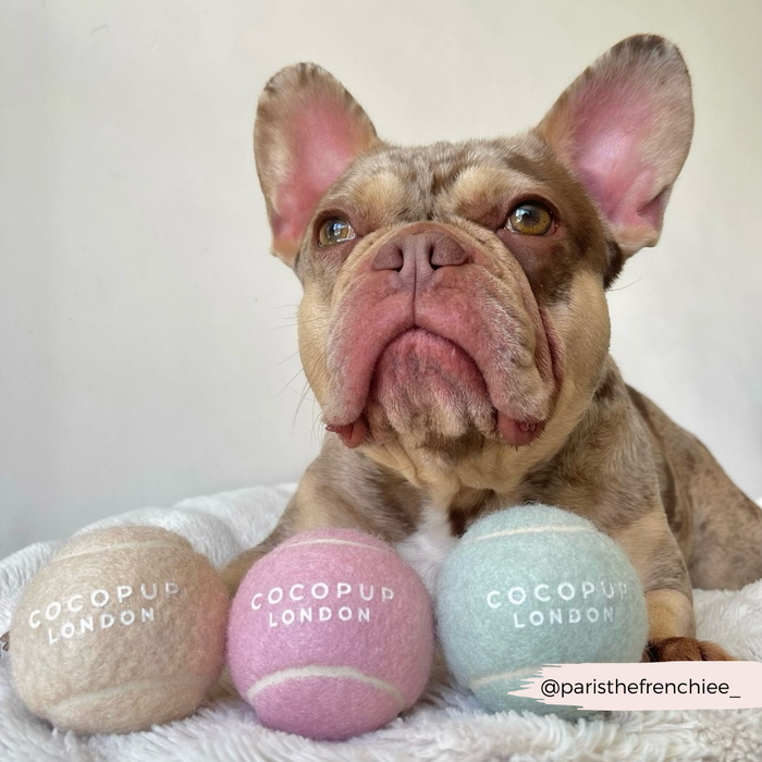 French Bulldog sits behind three pastel Pistachio Cocopup London tennis balls.