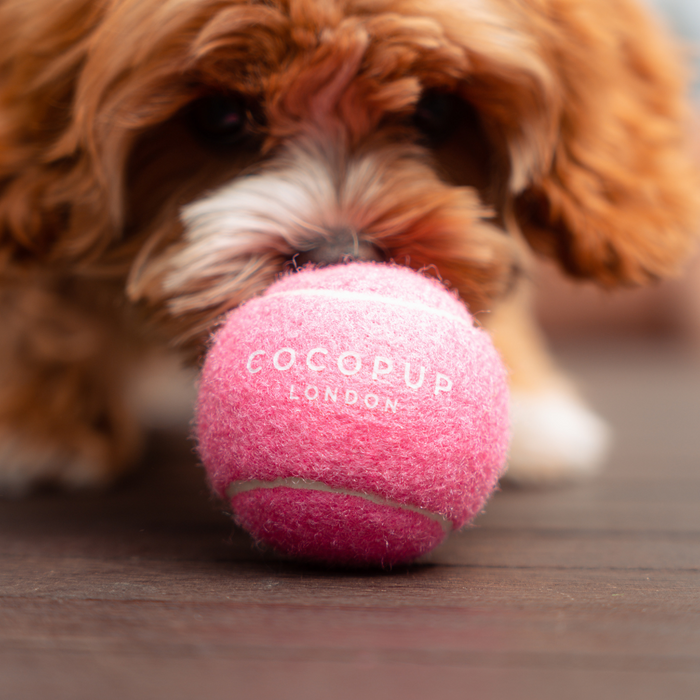 Brown puppy touches a pink Cocopup London tennis ball on a wooden floor.