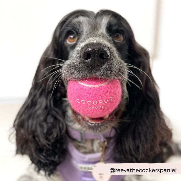 Black and gray spaniel with a purple harness holds a pink Cocopup London tennis ball in its mouth.