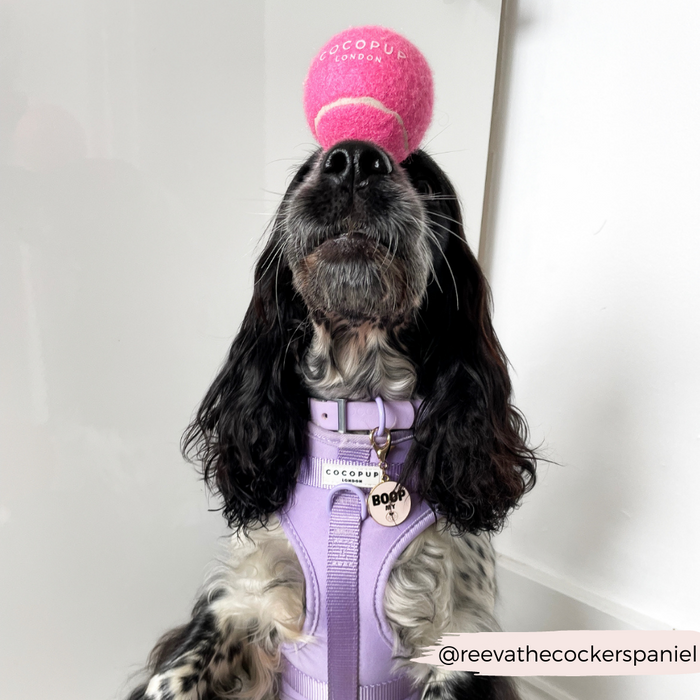 Black and white dog in a purple harness balances a pink Cocopup London tennis ball on its nose.