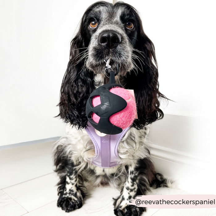 Black and white cocker spaniel in a harness holds a pink Cocopup London tennis ball dog toy in its mouth.