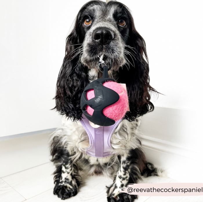 Black and white cocker spaniel wearing a Cocopup London tennis ball holder with attached yellow tennis ball.